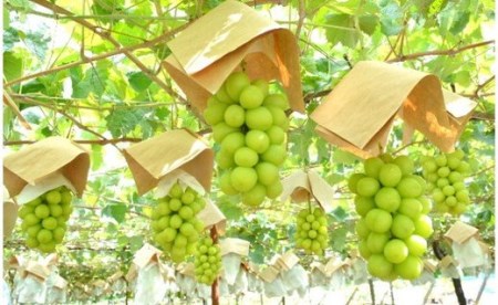 シャインマスカットの画像